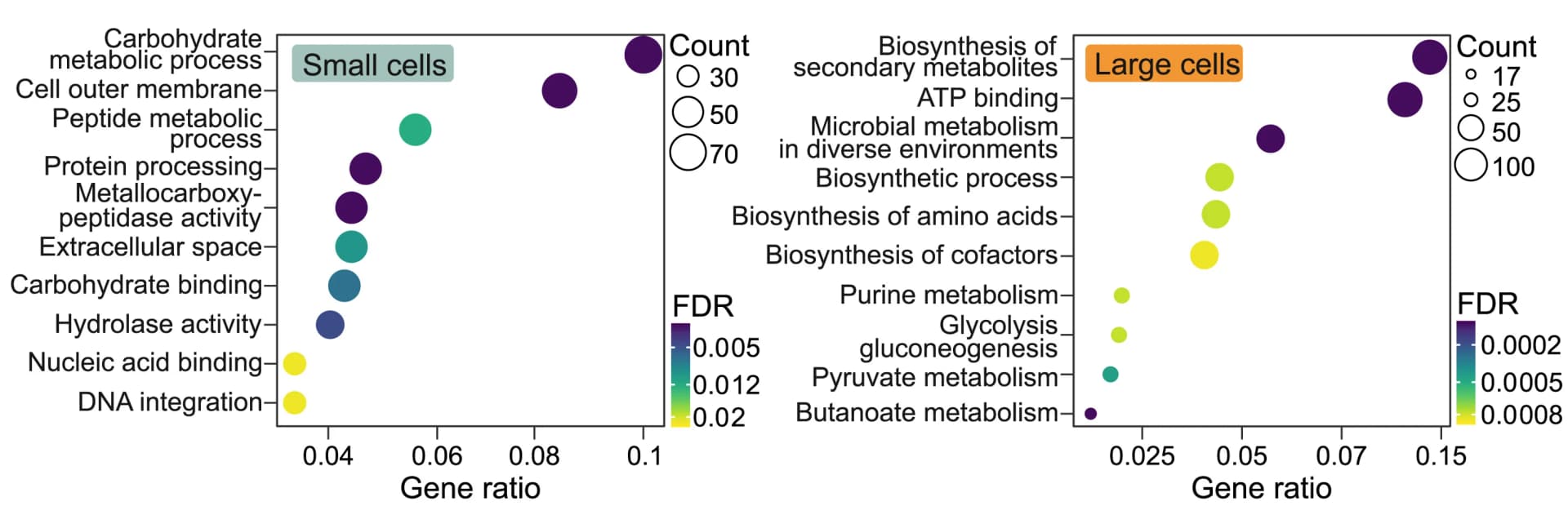 Open access visualization of Bubble Plot, Scatter Plot, Enrichment Analysis, Upregulated Genes, Small Cells