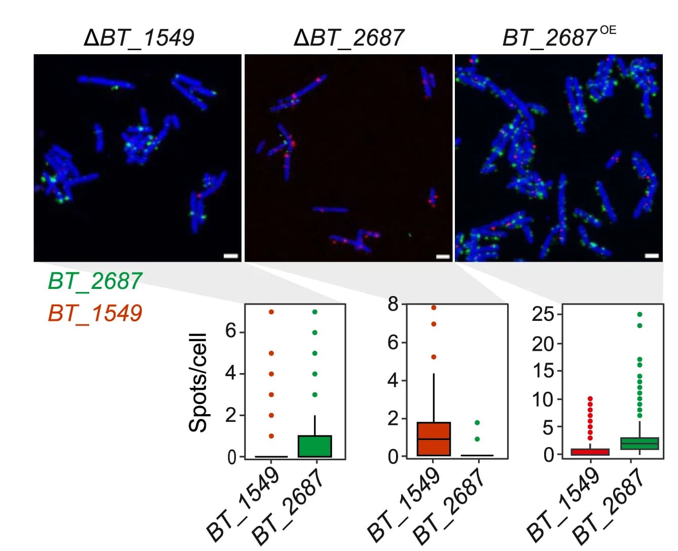 Open access visualization of Box Plot, Microscopy, Scatter Plot, FISH, Deletion Mutant