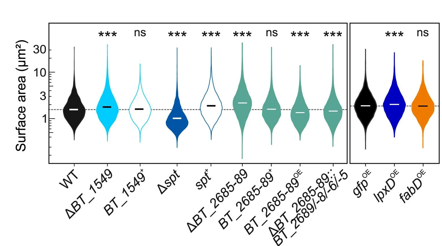 Open access visualization of Violin Plot, Surface Area, Mutant Strains, Wild-type B. thetaiotaomicron, GFP-overexpressing B. thetaiotaomicron