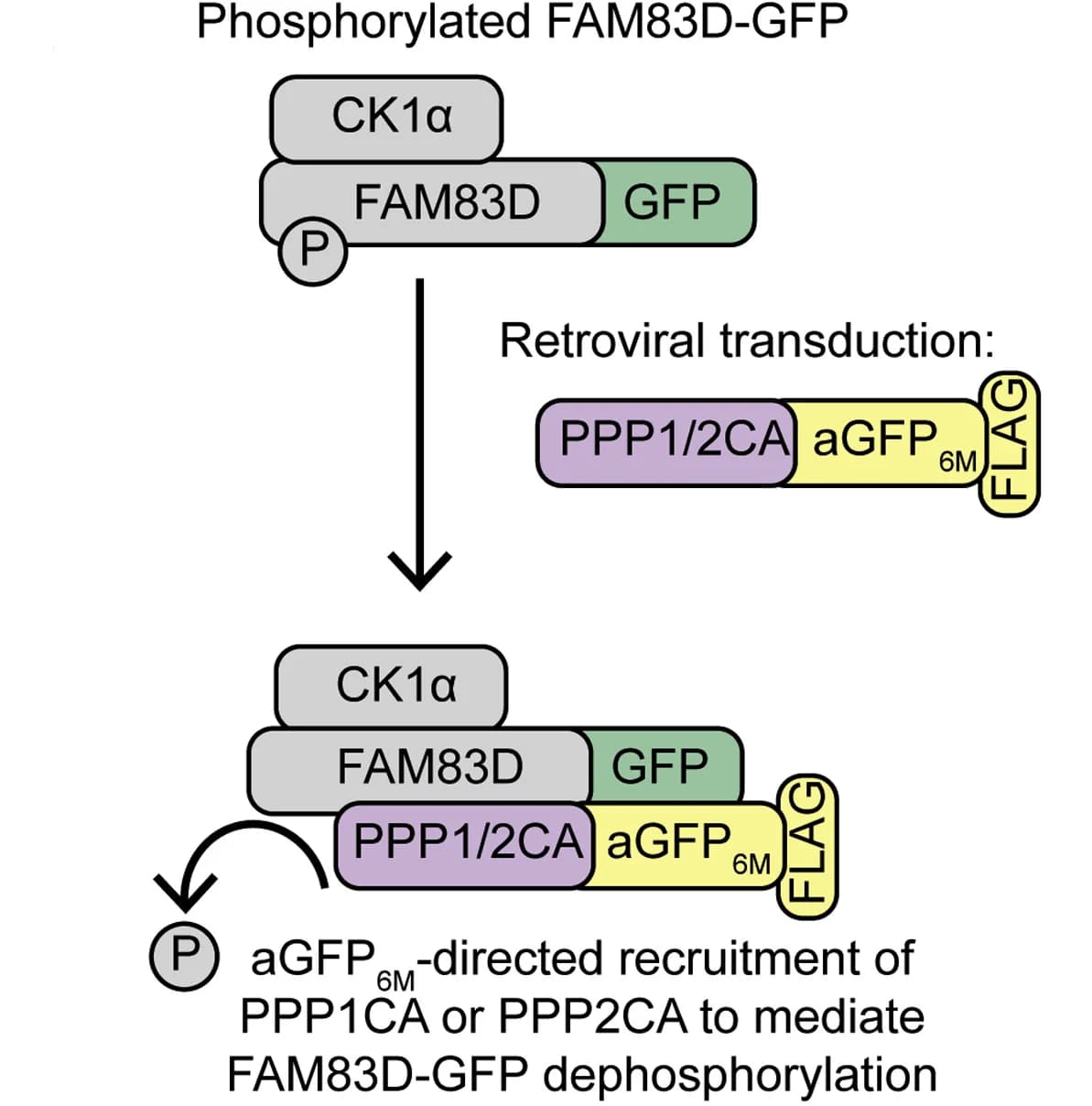 Open access visualization of Workflow, Flowchart, Illustration, Anti-GFP Nanobody, PPP1CA