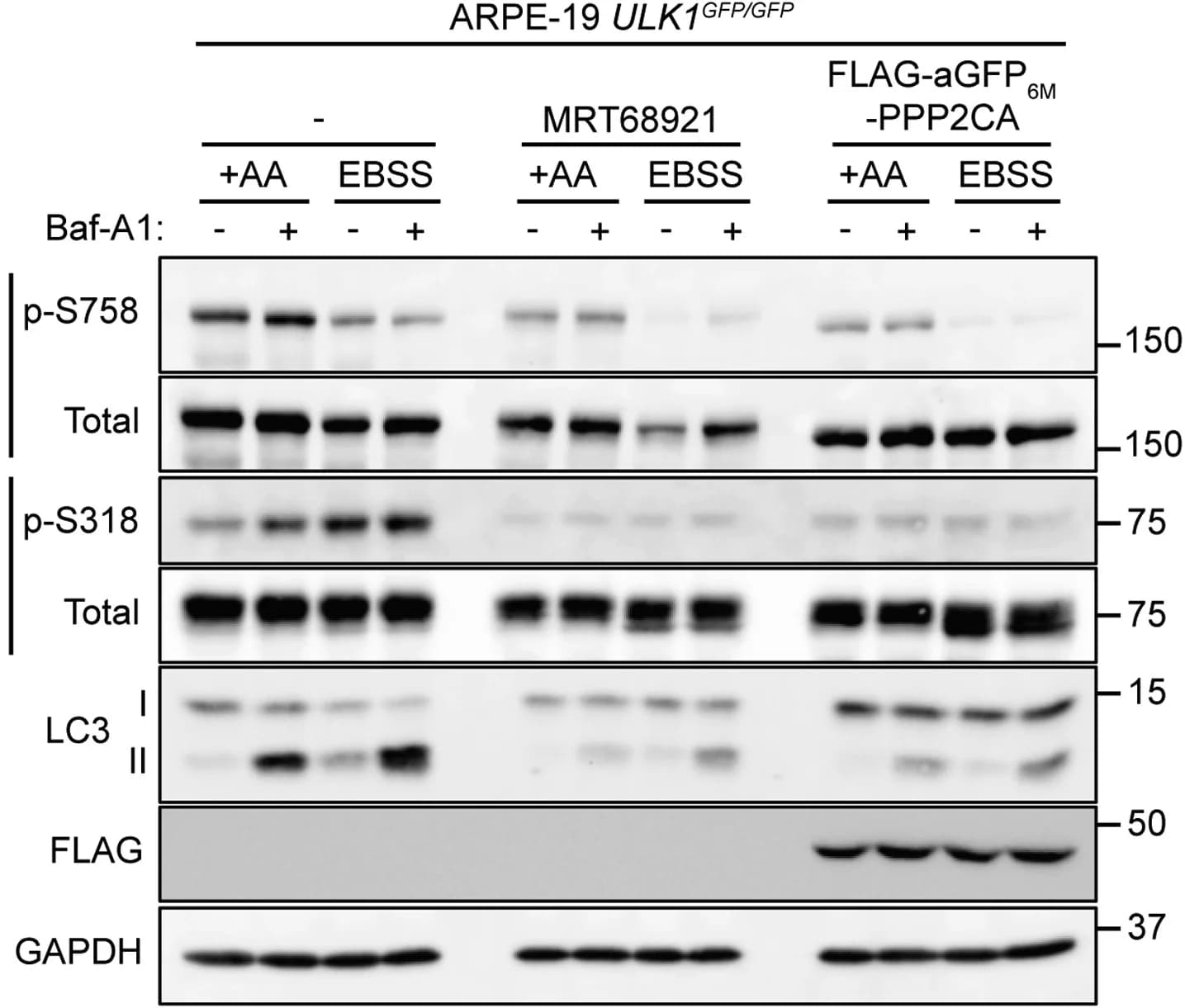 Open access visualization of Gel, ARPE-19 cells, ULK1, GFP, FLAG-empty