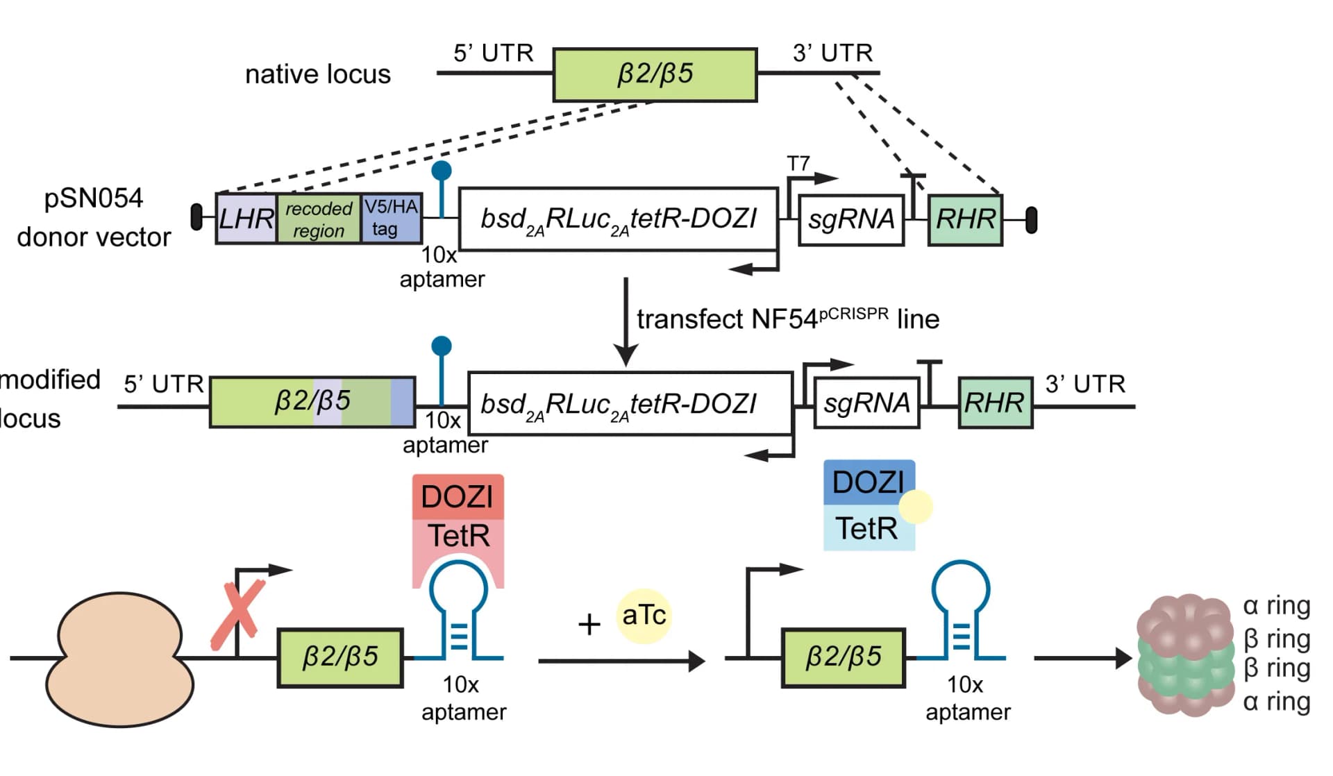 Open access visualization of Workflow, Flowchart, Illustration, Plasmid, Parasites