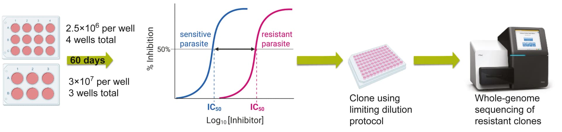 Open access visualization of Workflow, Line Plot, Illustration, MIR assay, Parasite