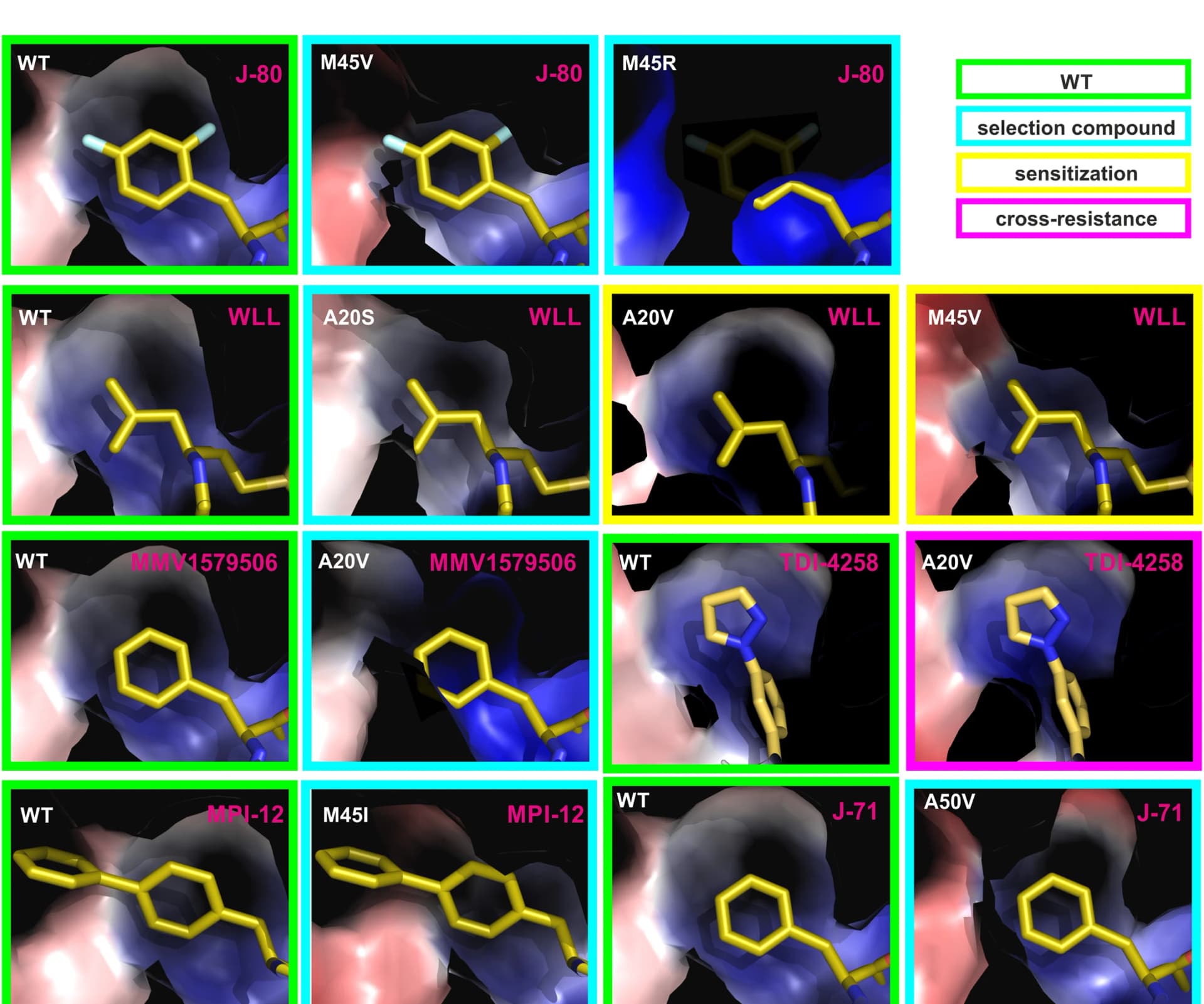 Open access visualization of Protein Structure, Chemical Structure, Mutations, Binding pocket, Proteasome