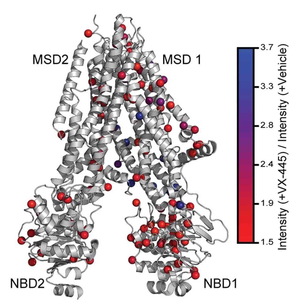 Open access visualization of Protein Structure, Fold-change, VX-445, CFTR