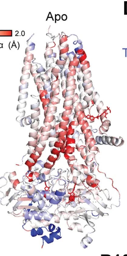 Open access visualization of Protein Structure, R1066H, WT CFTR, Structural Ensembles, RMSD