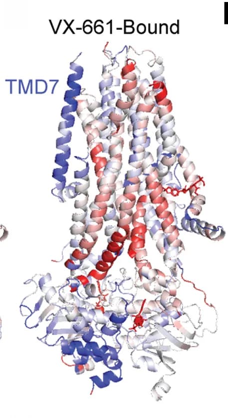 Open access visualization of Protein Structure, VX-661, R1066H CFTR, Structural Ensembles, RMSD