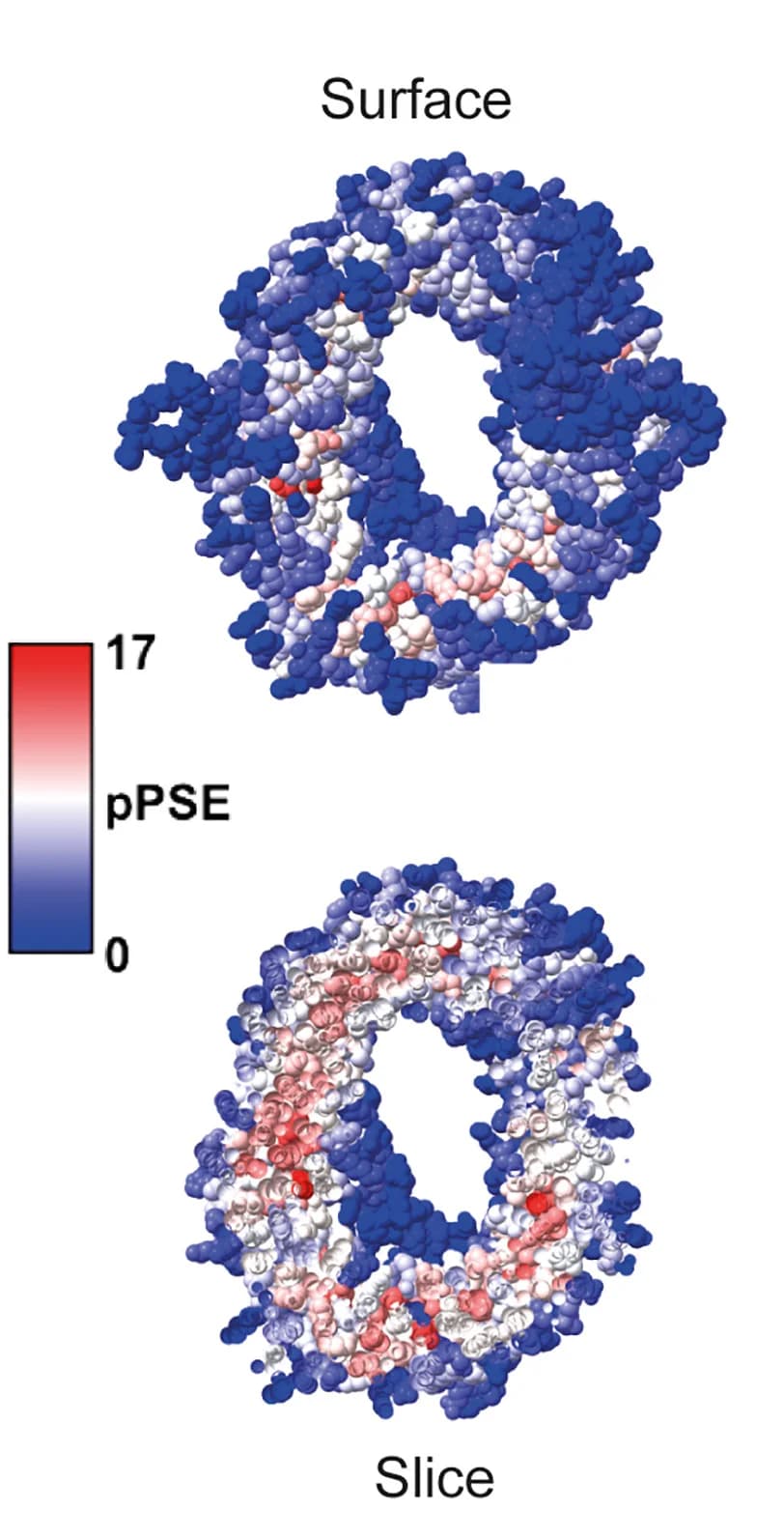 Open access visualization of Protein Structure, AlphaFold2, XPO1, Accessibility, Residues