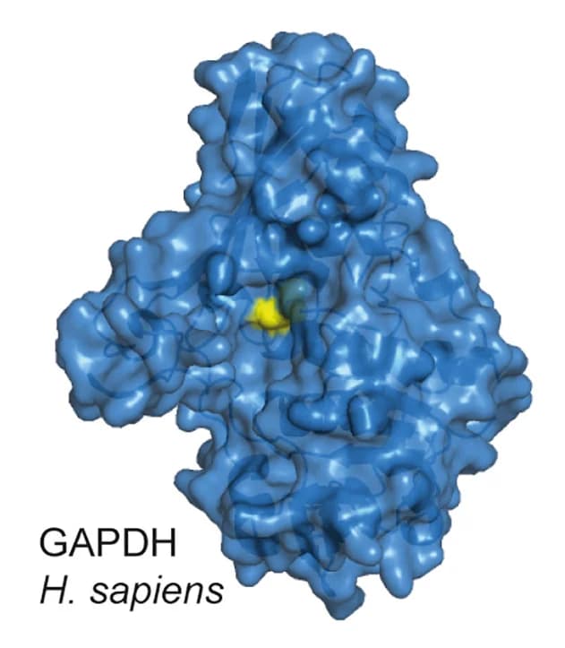Open access visualization of Protein Structure, AlphaFold2, Structure, H.sapiens GAPDH, Active site