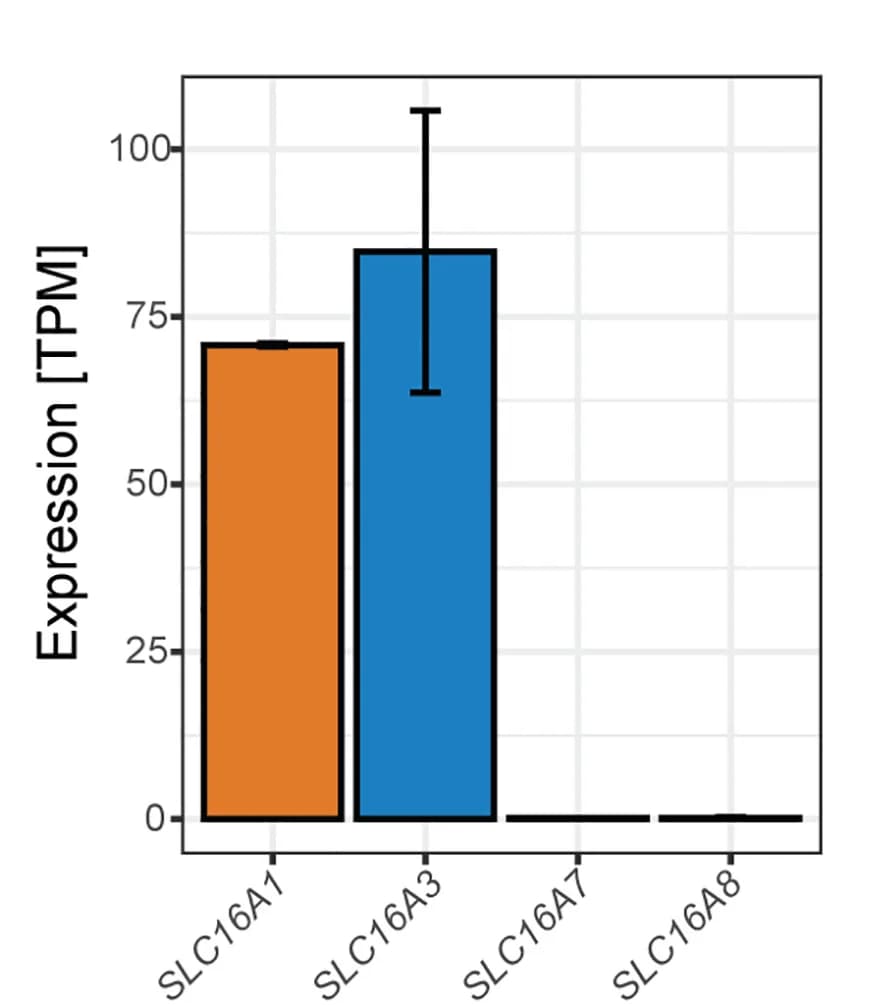 Open access visualization of Bar Plot, Error Bars, RNA Seq, Lactate Transporters, Expression