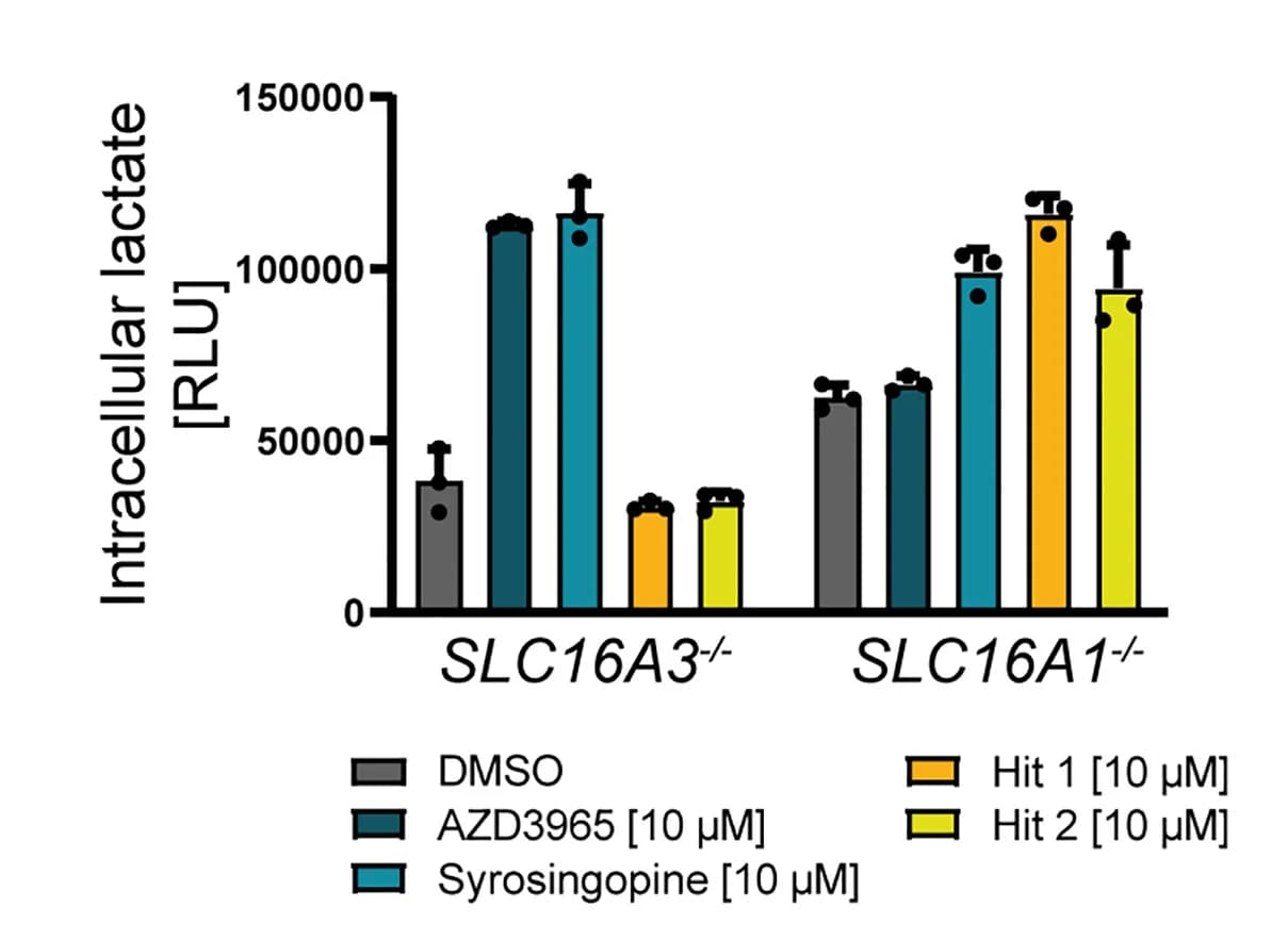Open access visualization of Bar Plot, Error Bars, Clustered, Intracellular Lactate, HAP1SLC16A1-/- Cells