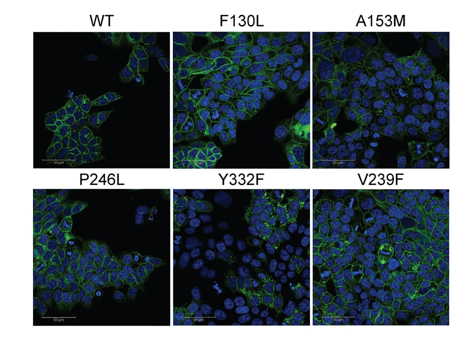 Open access visualization of Microscopy, Immunofluorescence Staining, Cell Lines, Protein Overexpression