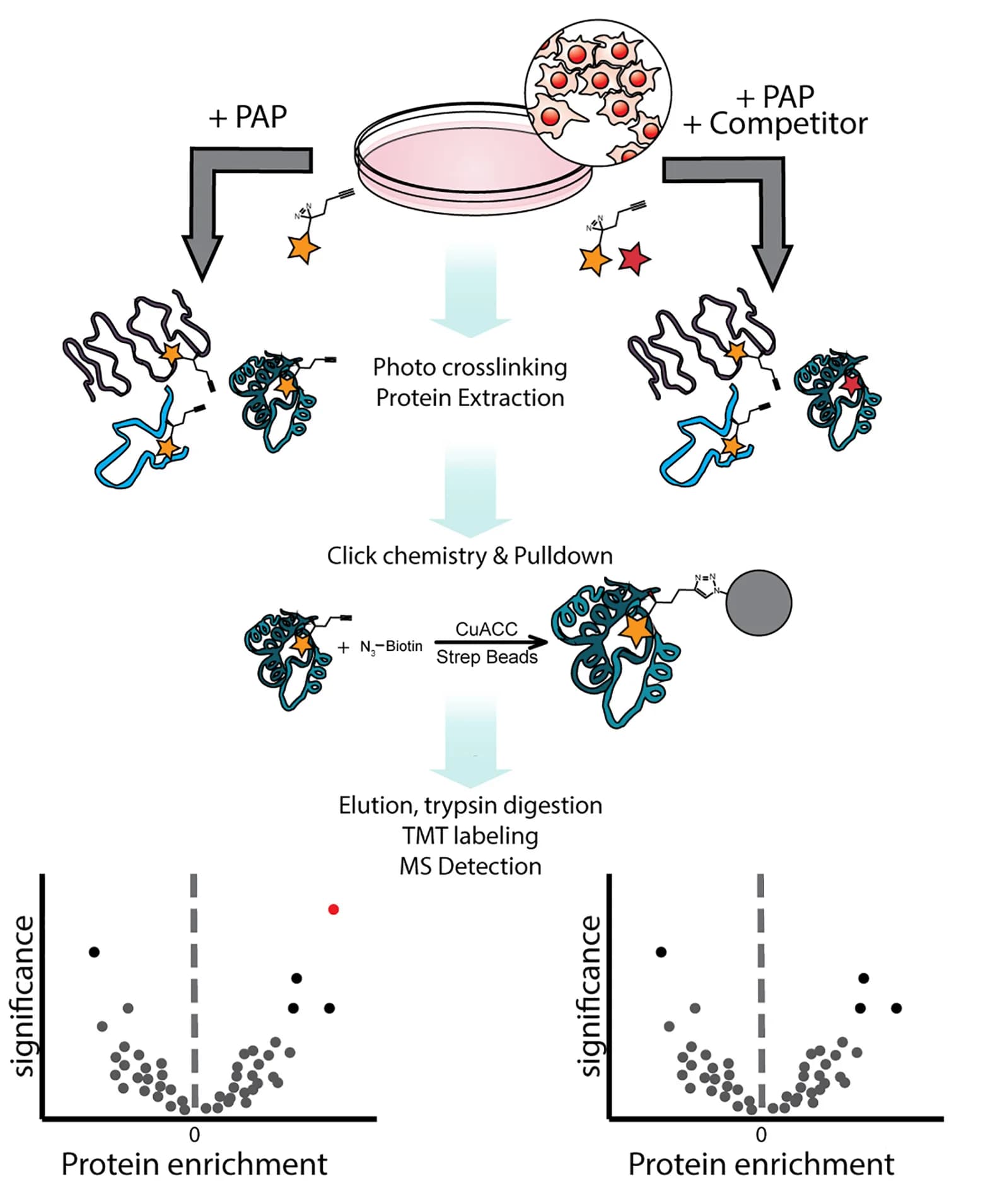 Open access visualization of Workflow, Volcano Plot, Chemoproteomics, Experiment, slCeMM1-PAP