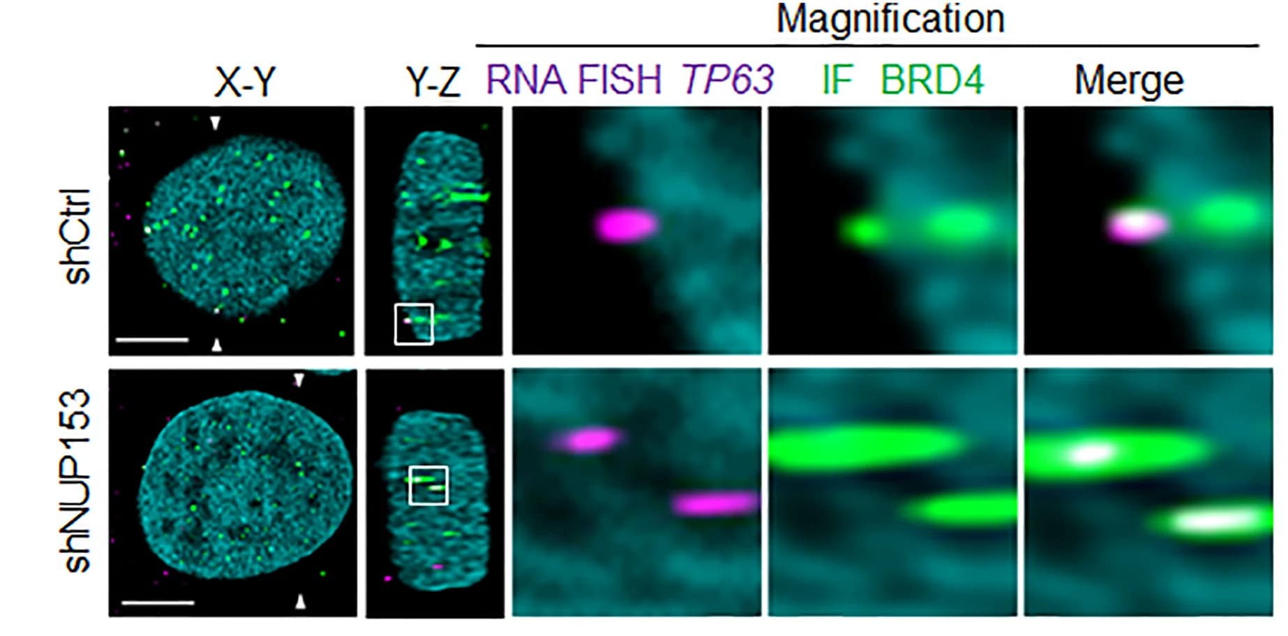 Open access visualization of Microscopy, BRD4, RNA-FISH, TP63, DRAQ5