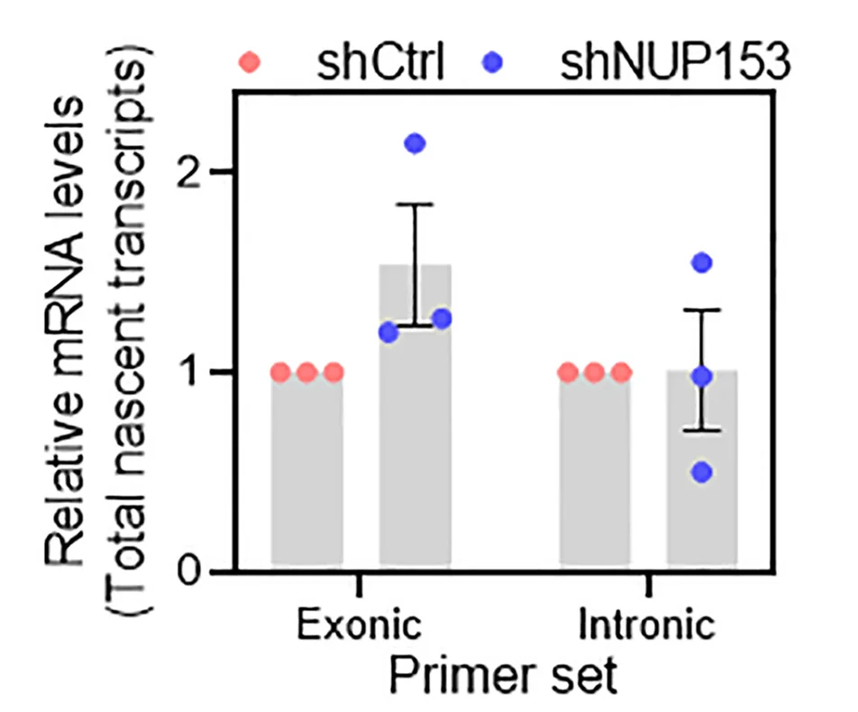 Open access visualization of Bar Plot, Scatter Plot, Error Bars, qRT-PCR, TP63 Transcripts