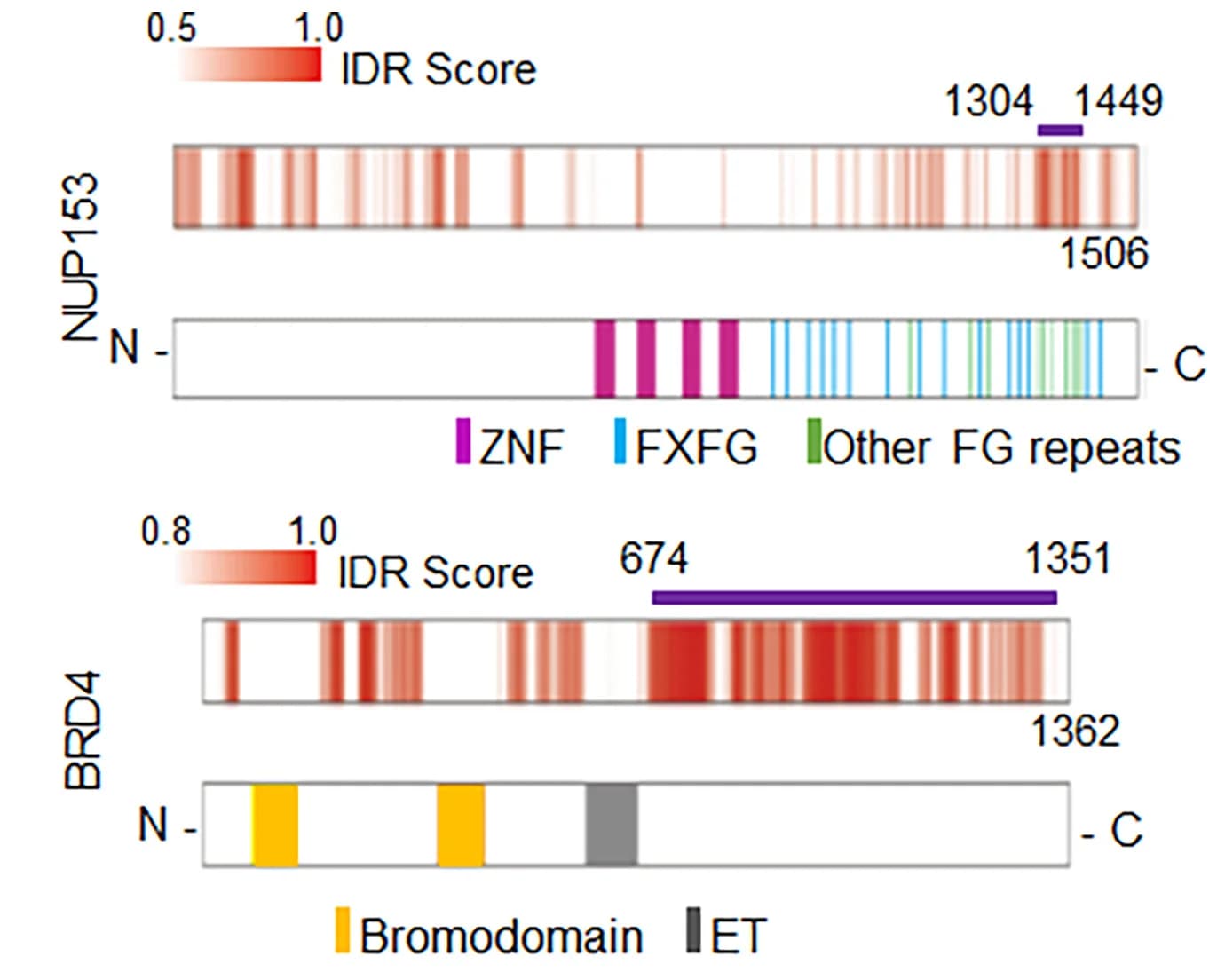 Open access visualization of Illustration, BRD4 Protein, IDRs, IUPred2A, Heatmap