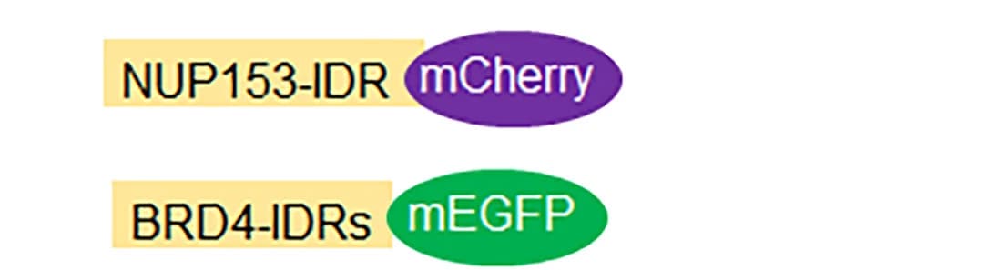 Open access visualization of Workflow, Flowchart, Illustration, Recombinant Fusion Proteins, Schematic