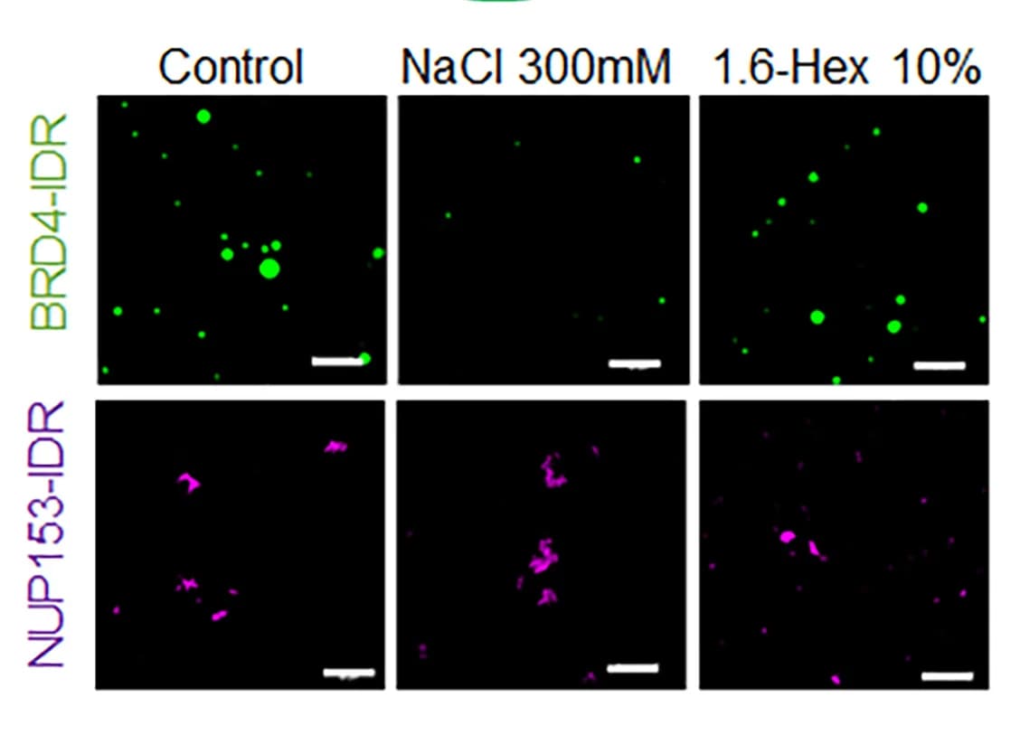 Open access visualization of Microscopy, Recombinant Fusion Proteins, IDRs, BRD4, mEGFP