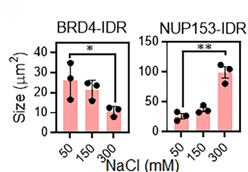 Open access visualization of Bar Plot, Error Bars, Droplets, Quantification, Statistical Analysis