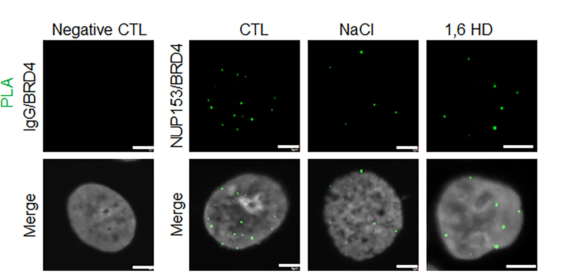Open access visualization of Microscopy, PLA, TE5 Cells, Antibody, NUP153