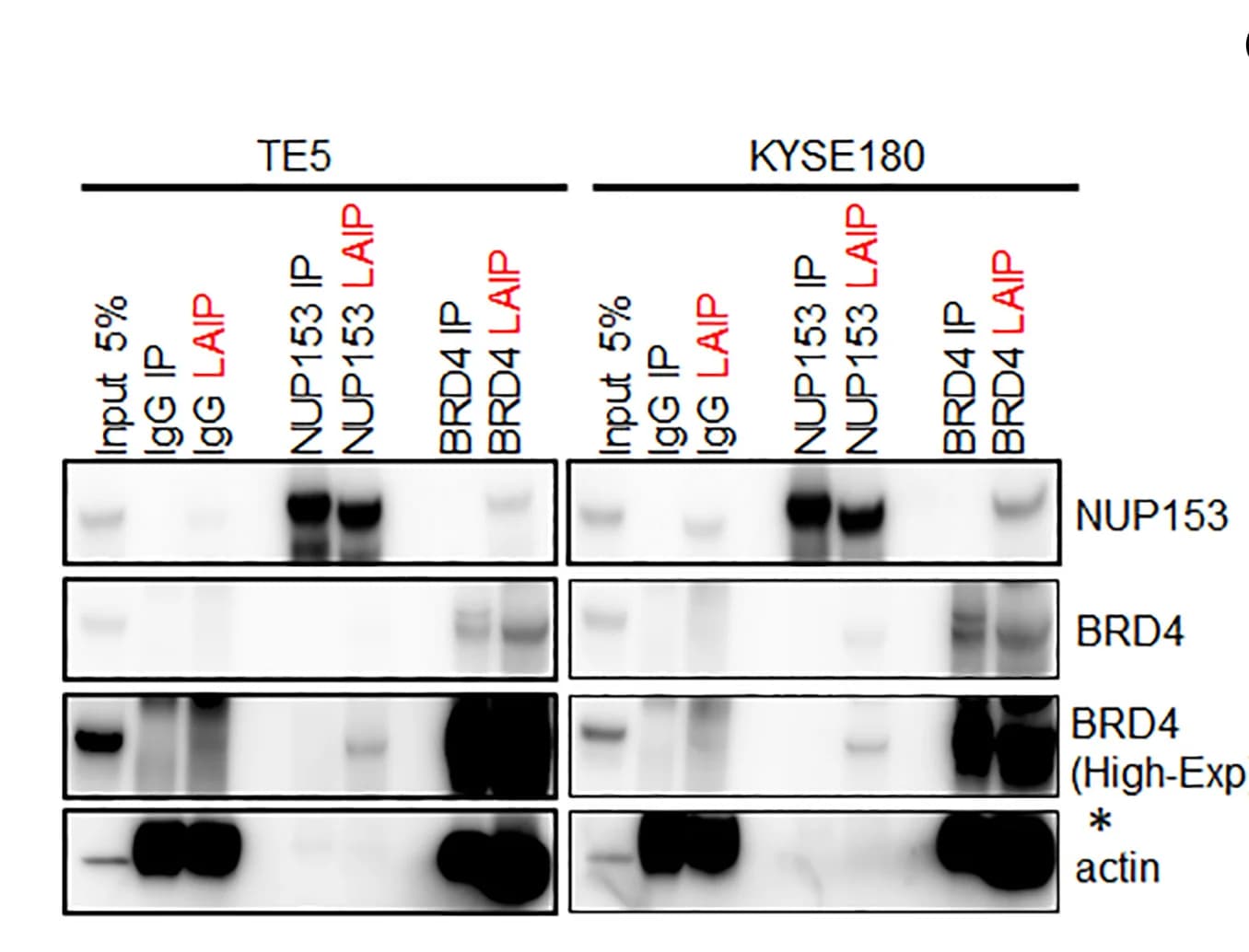 Open access visualization of Gel, Immunoprecipitation, LAIP, NUP153, BRD4