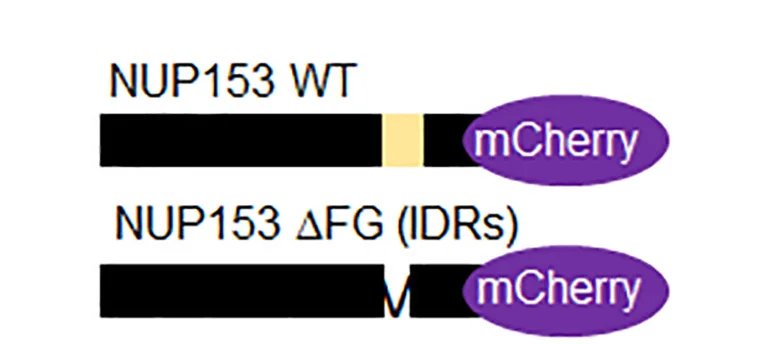 Open access visualization of Illustration, Diagram, Mutations, NUP153, C Terminus