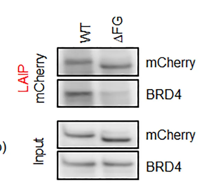 Open access visualization of Gel, LAIP, NUP153, Western Blot, Protein Interactions