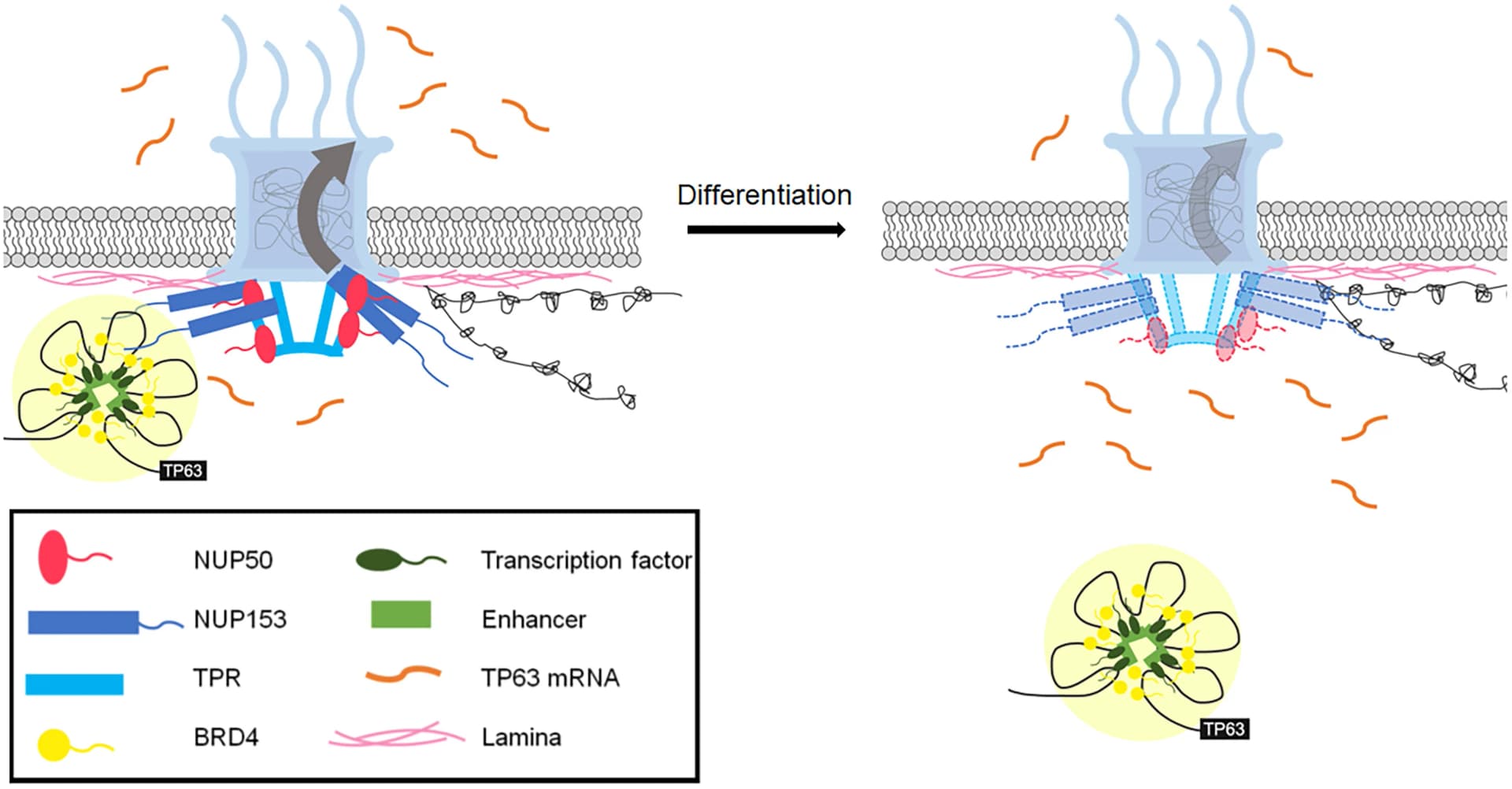 Open access visualization of Illustration, Workflow, NUP153, TP63, IDR-mediated protein interactions