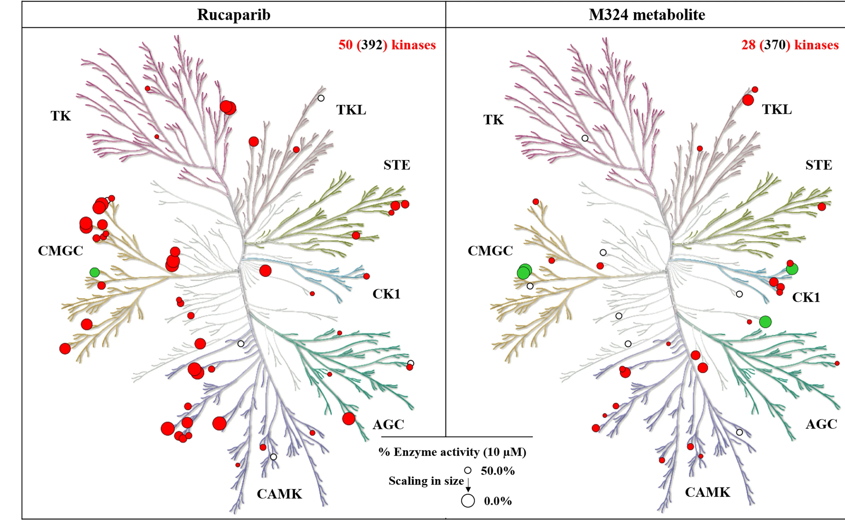 Open access visualization of Pathway, Kinome Trees, Kinase Hits, Rucaparib, M324