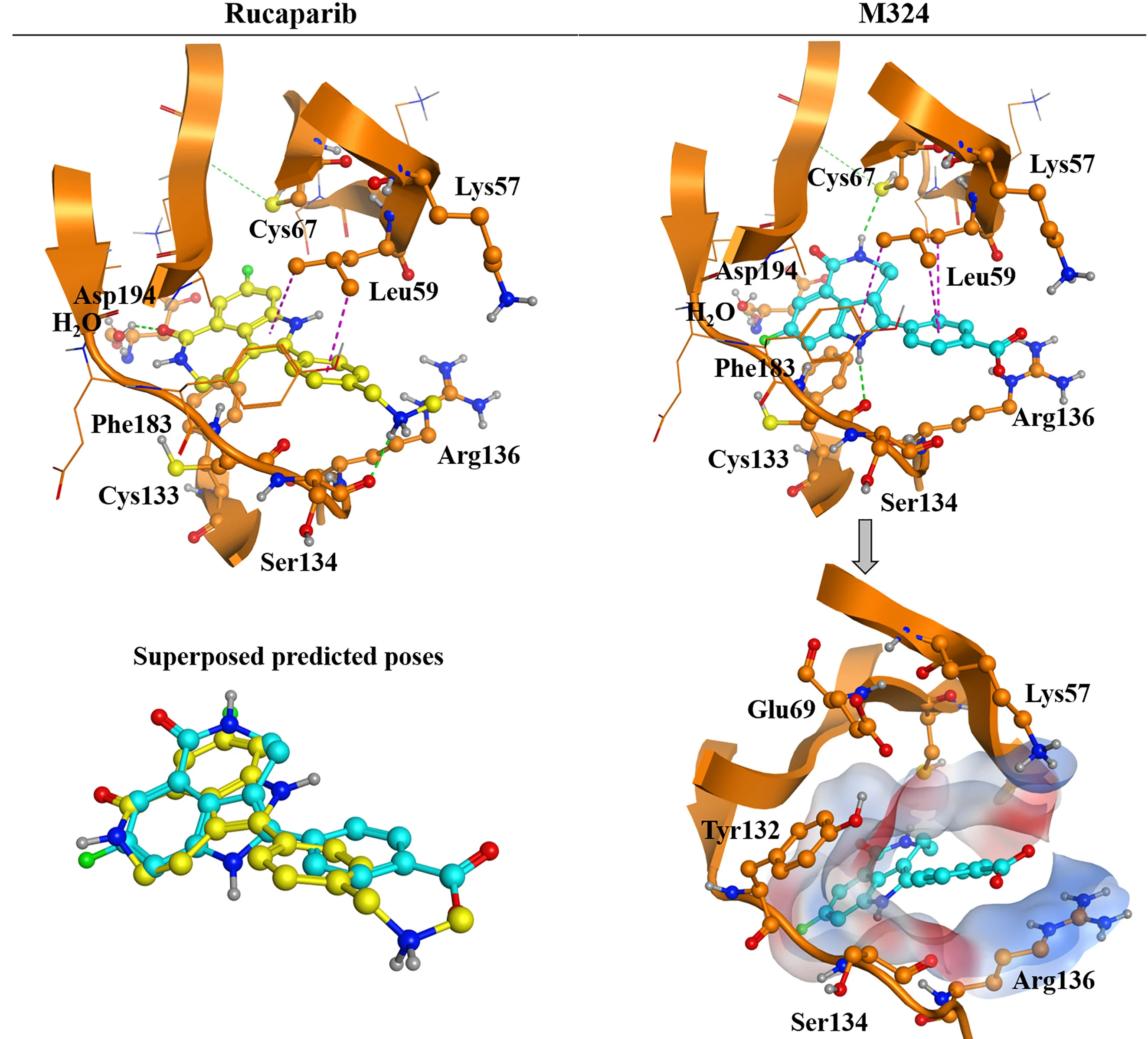 Open access visualization of Protein Structure, Chemical Structure, Rucaparib, M324, PLK2 Kinase