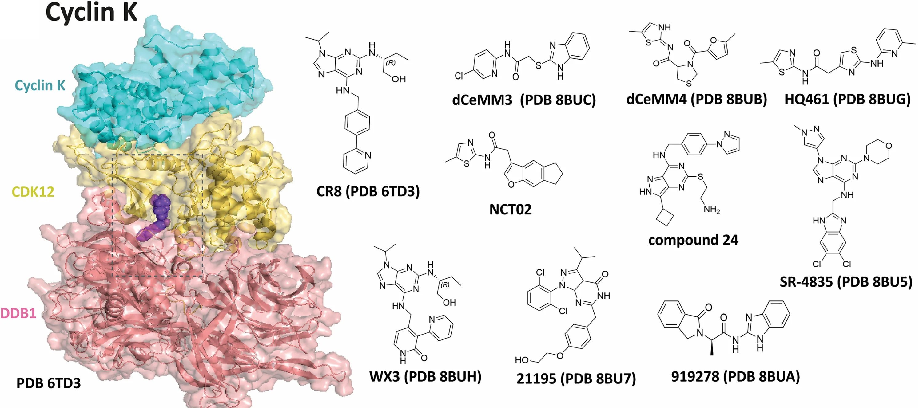 Open access visualization of Protein Structure, Chemical Structure, Cyclin K, CDK12, DDB1