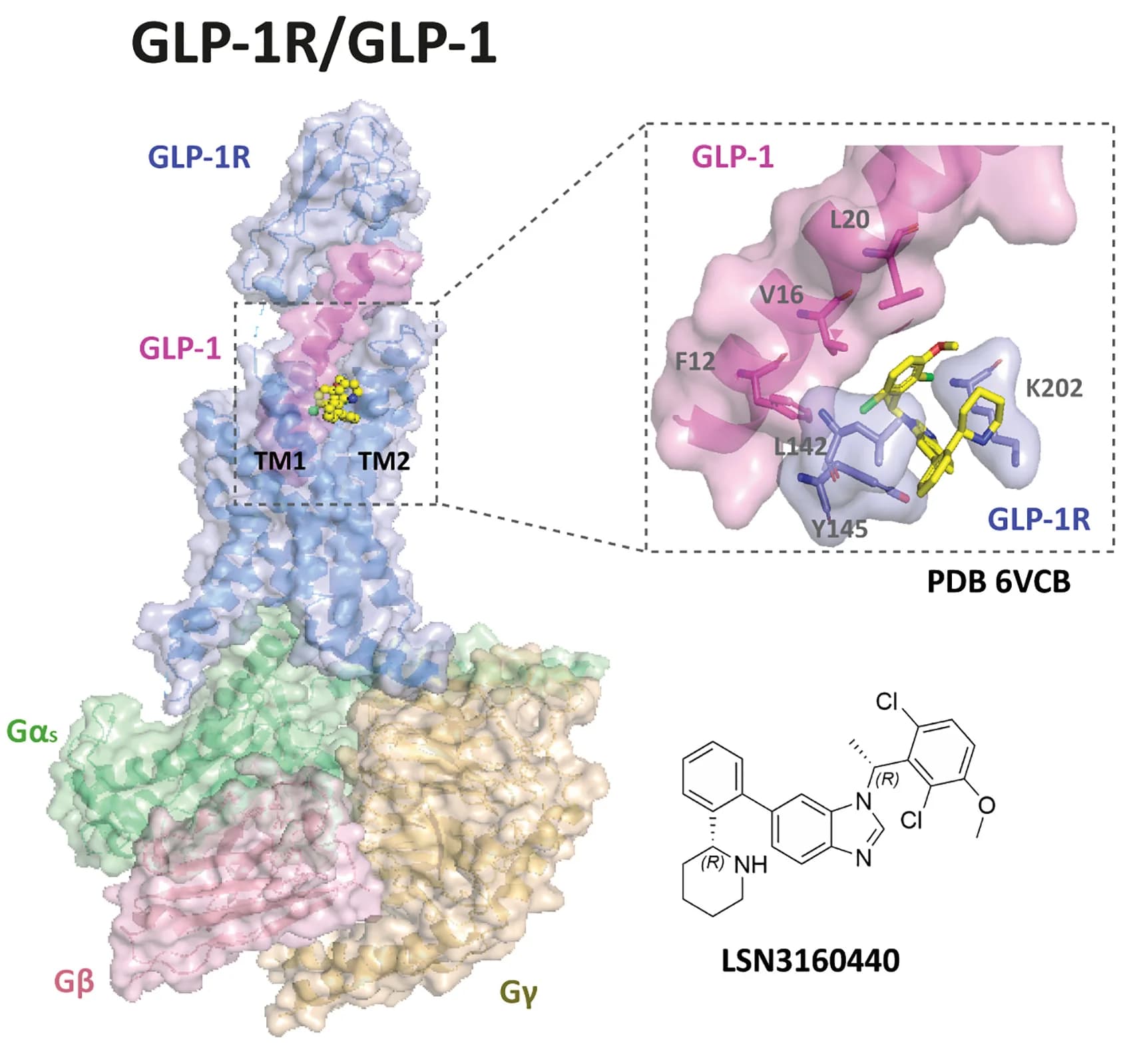 Open access visualization of Protein Structure, Chemical Structure, Cryo-EM Structure, GLP-1R Complex, LSN3160440