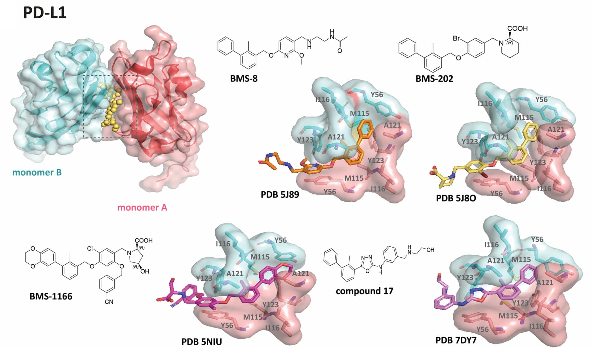 Open access visualization of Protein Structure, Chemical Structure, Ligand-Induced Dimerization, PD-L1, Chemical Structures