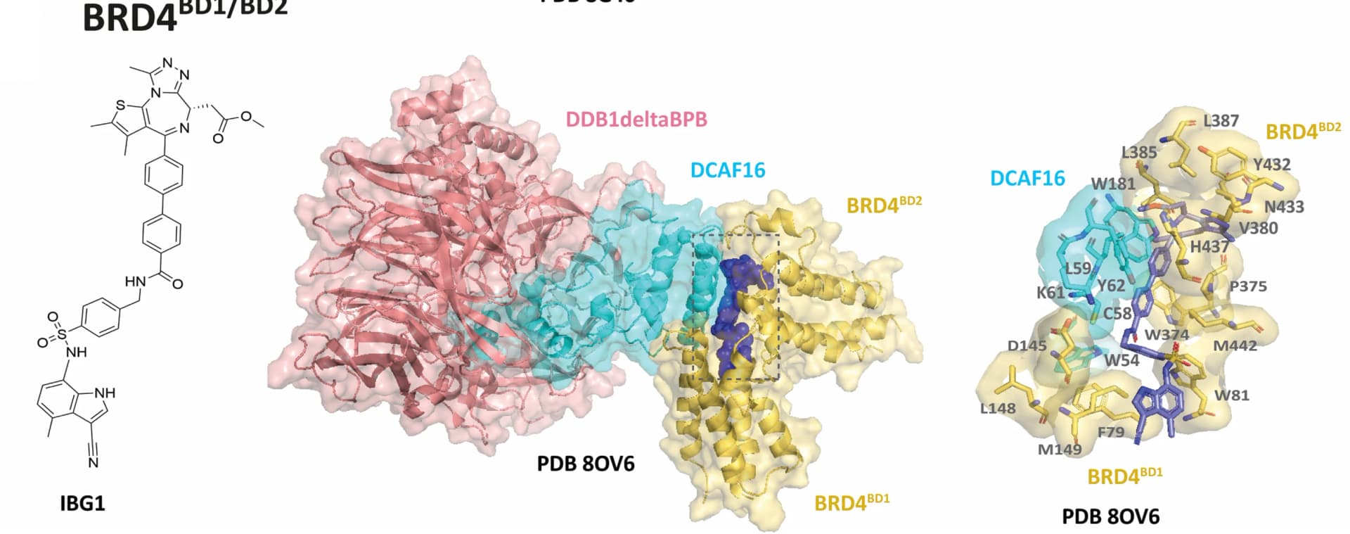Open access visualization of Chemical Structure, Protein Structure, 3D Plot, Cryo-EM Structure, IBG1