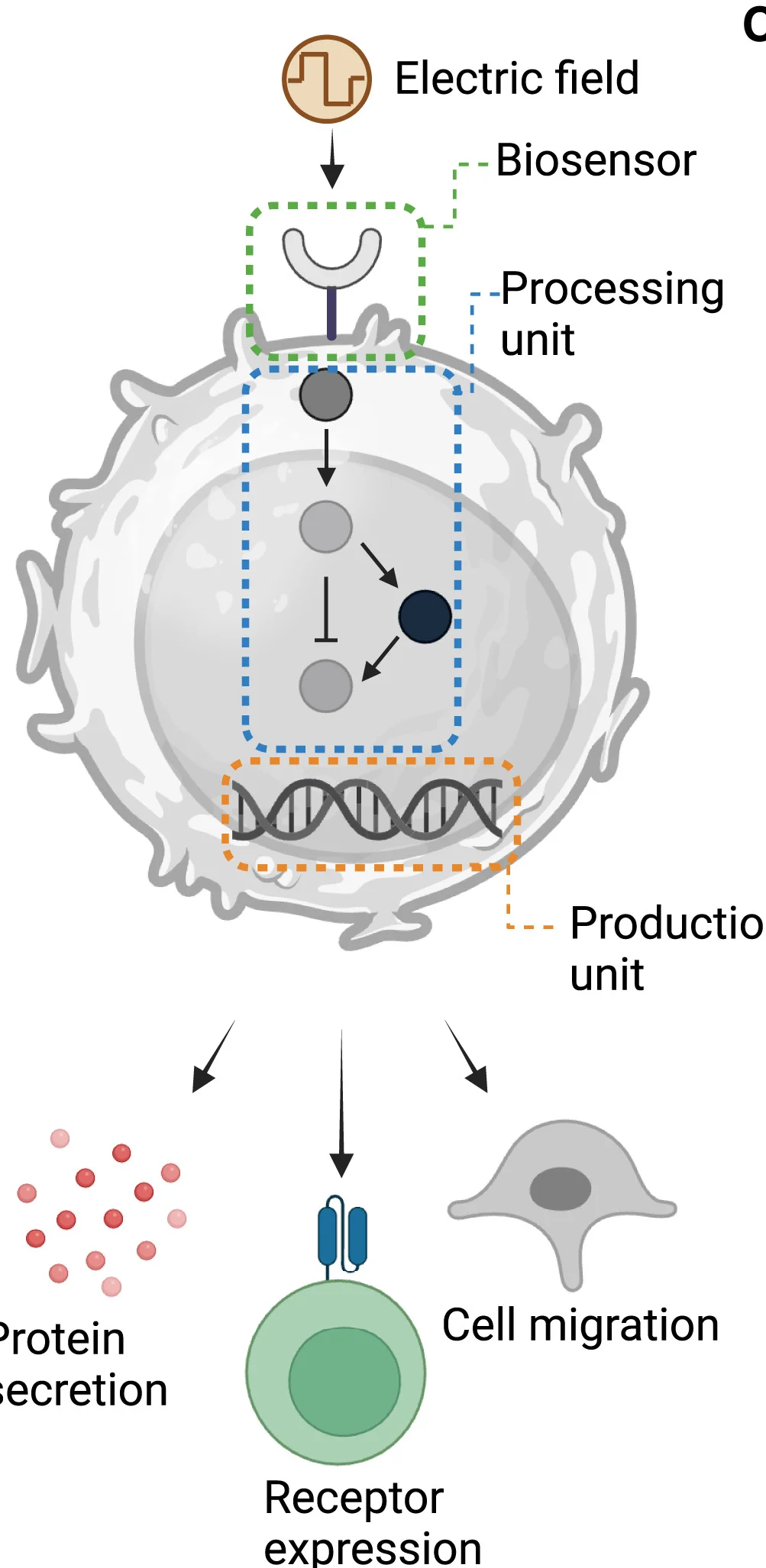 Open access visualization of Workflow, Illustration, Genetic Compartments, Electrostimulation, Designer Cells