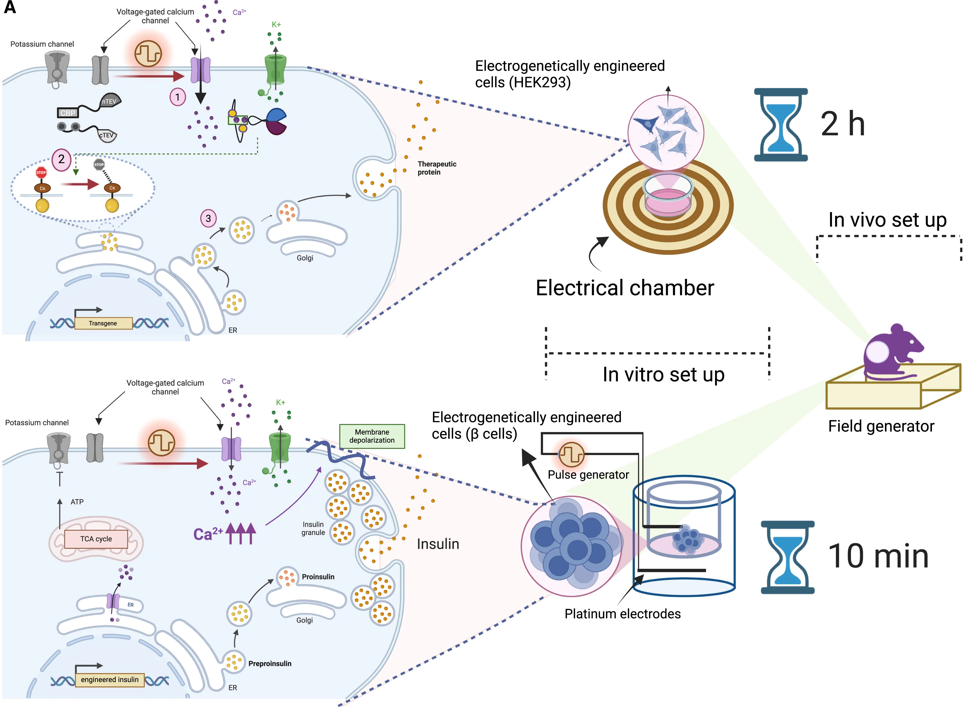 Open access visualization of Workflow, Illustration, Electroβ-Cell, Proinsulin, Granule Vesicles