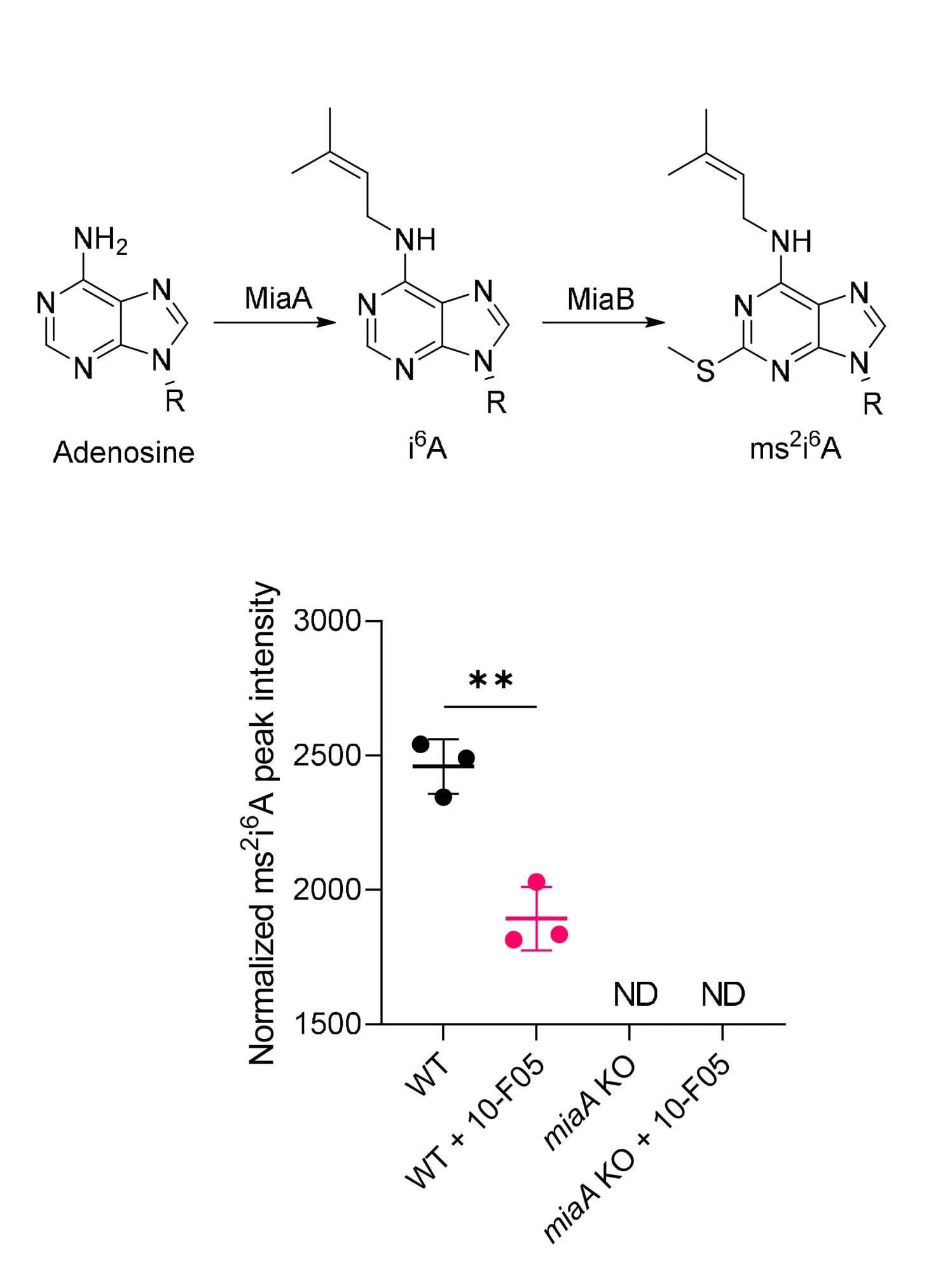 Open access visualization of Bar Plot, Error Bars, Biosynthesis Pathway, i6A, ms2i6A tRNA