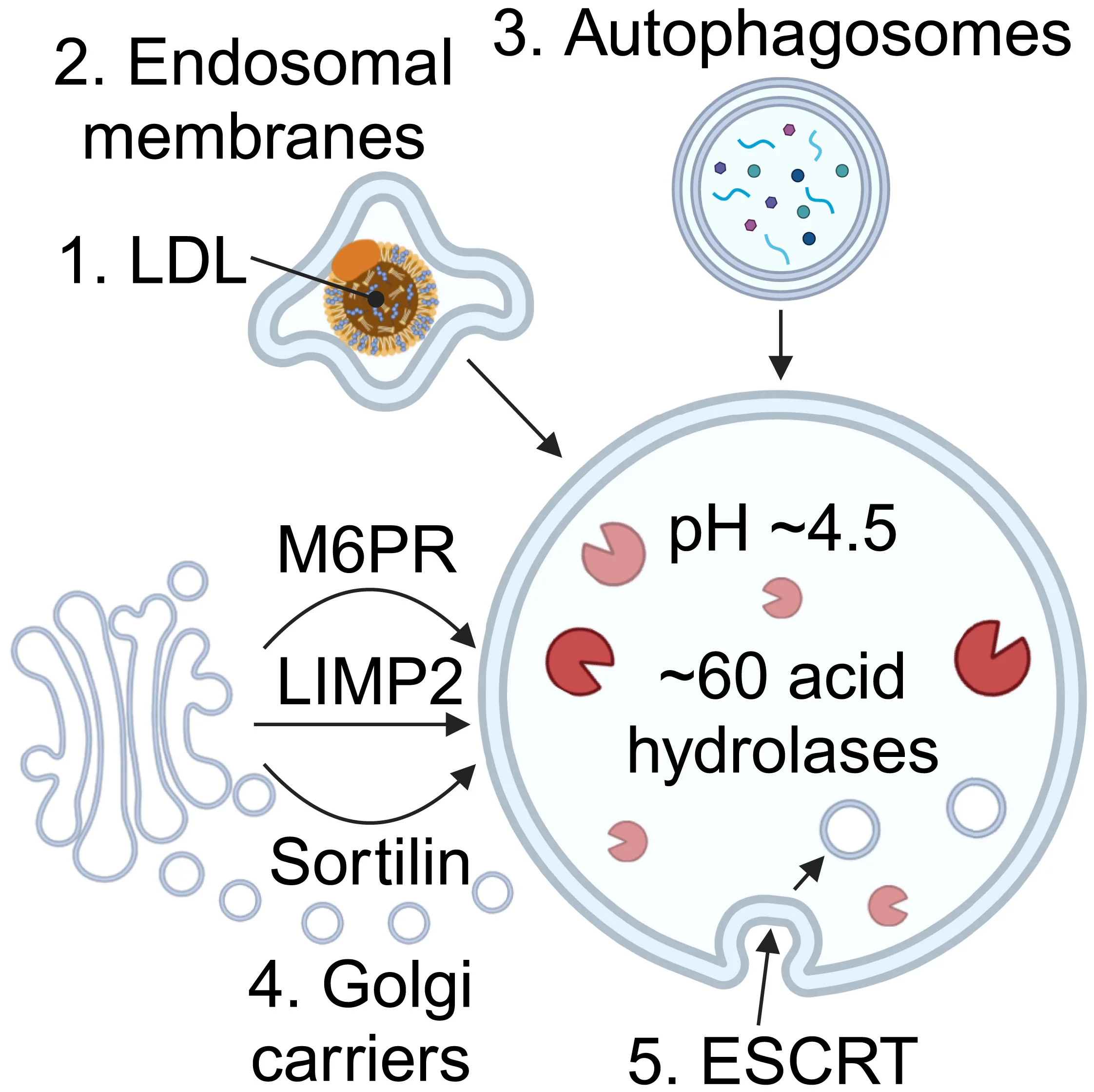 Open access visualization of Workflow, Illustration, Lysosome, Acid Hydrolases, Lipids