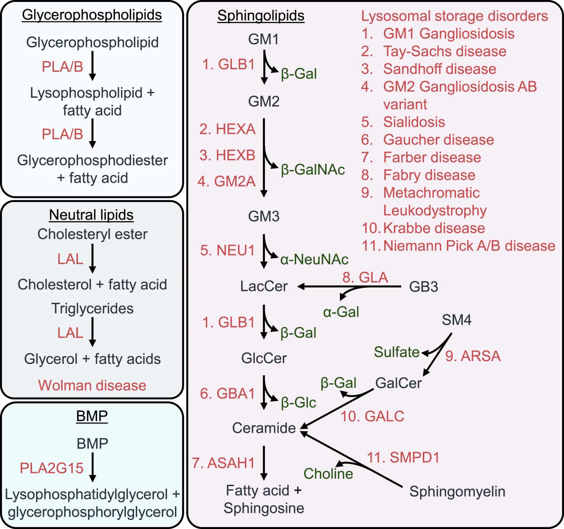 Open access visualization of Workflow, Pathway, Lysosome, Lipid Catabolism, Protein Catabolism