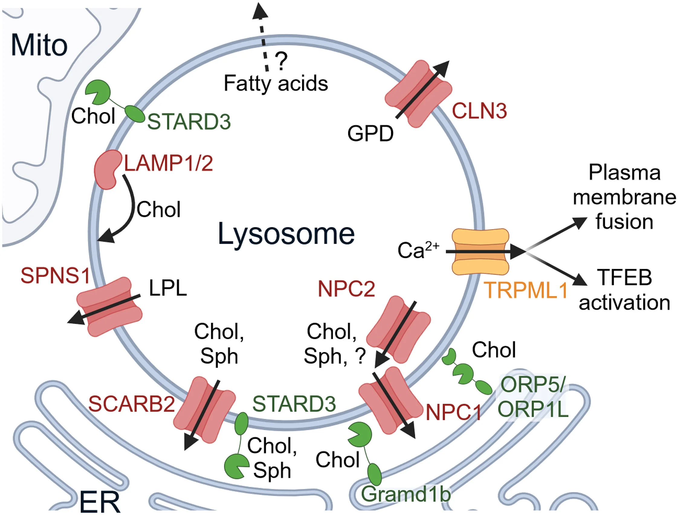 Open access visualization of Workflow, Illustration, Lysosomal Lipid Catabolite Export, Lipid Transport Proteins, Lysosomal Limiting Membrane