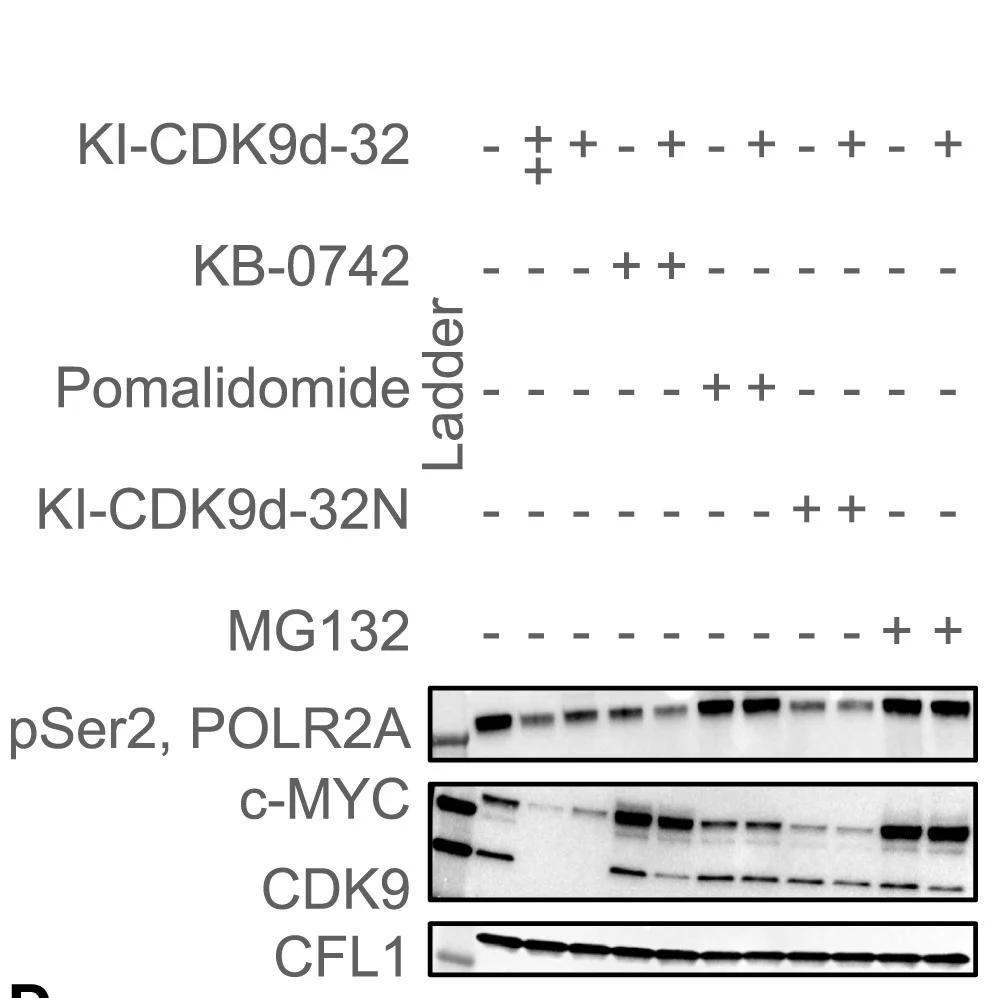 Open access visualization of Gel, Western Blots, Degradation, Rescue Assessments, MOLT-4