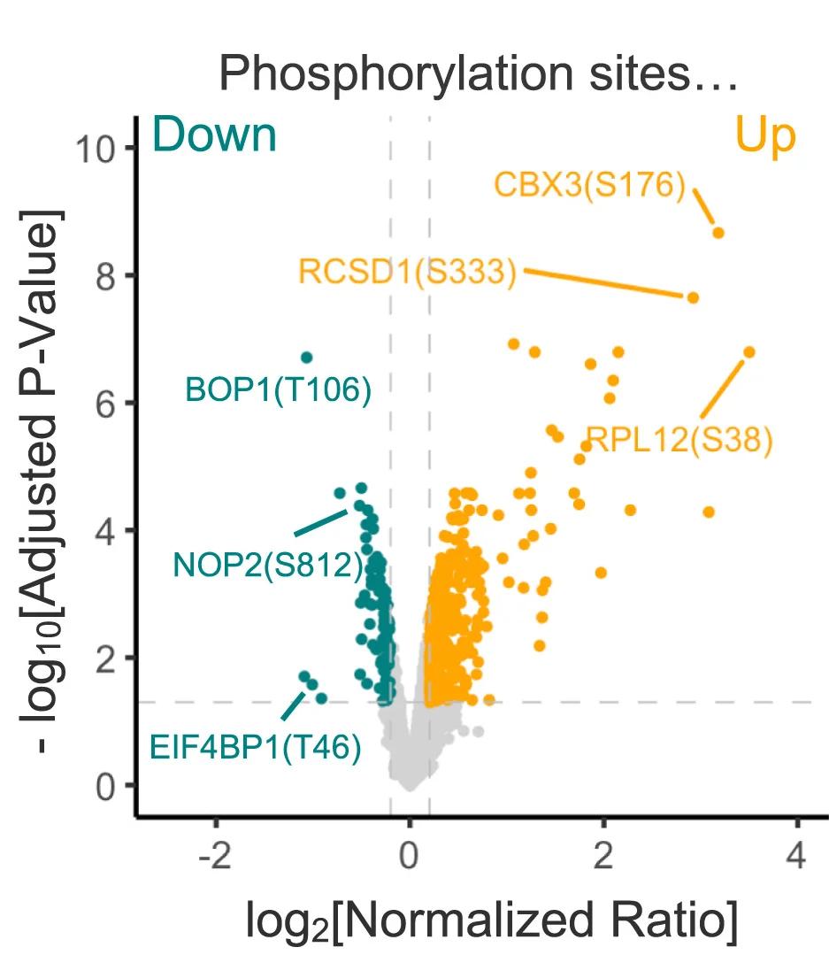 Open access visualization of Volcano Plot, Scatter Plot, Peptide Phosphorylation, MOLT-4, KI-CDK9d-32