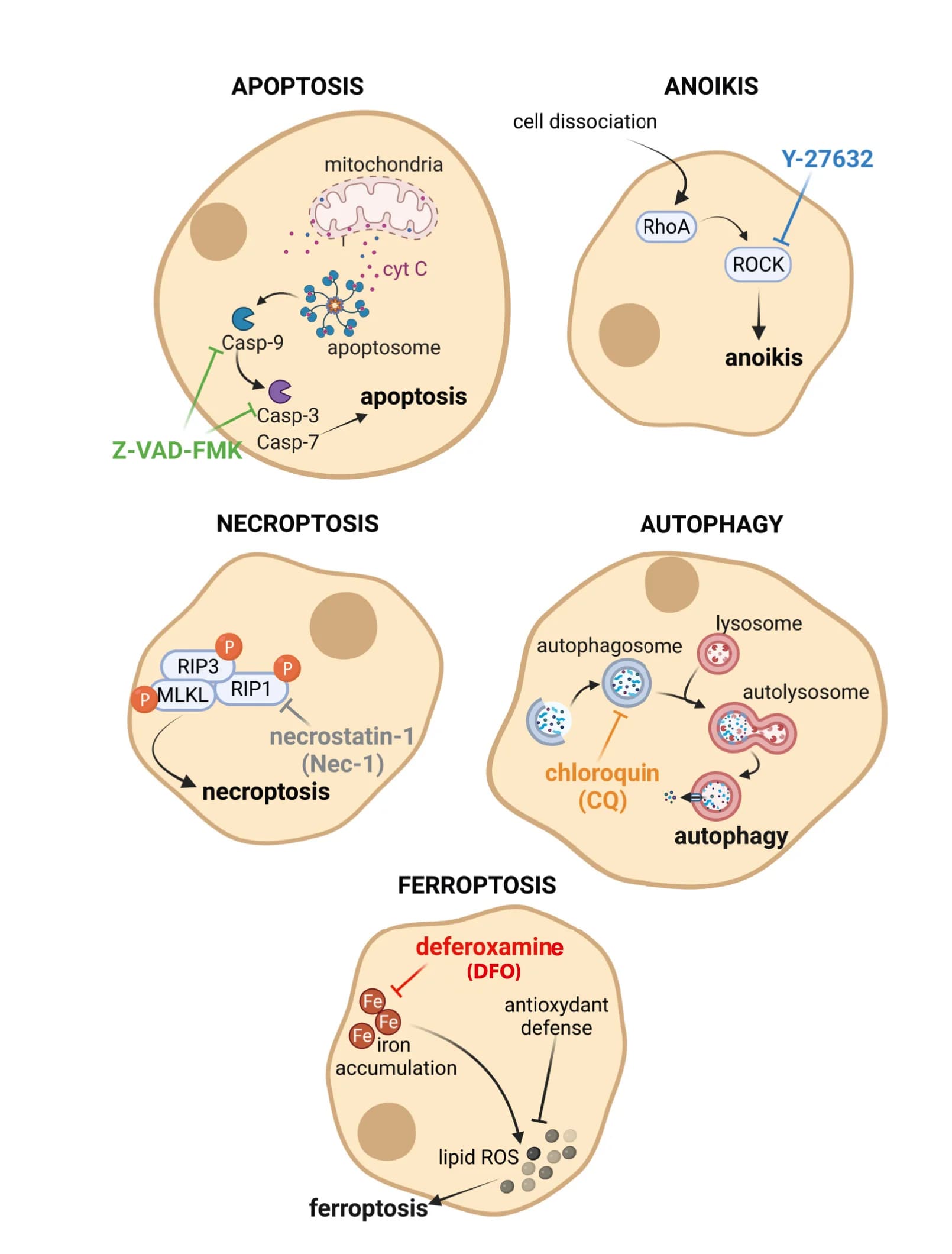 Open access visualization of Workflow, Illustration, Cell Death, Apoptosis, Anoikis