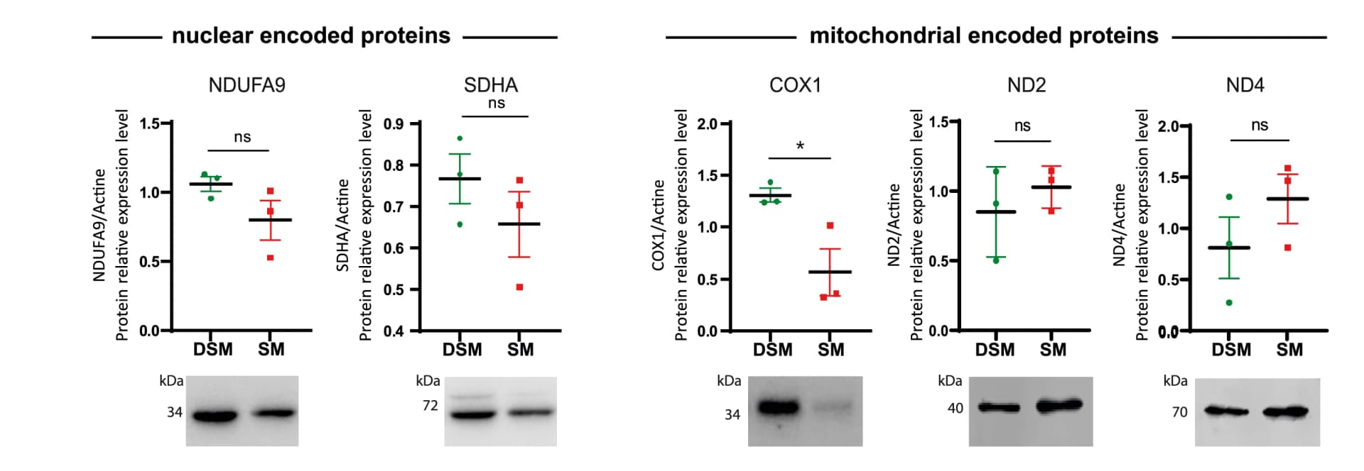 Open access visualization of Scatter Plot, Error Bars, Photo, Gel, Western Blot