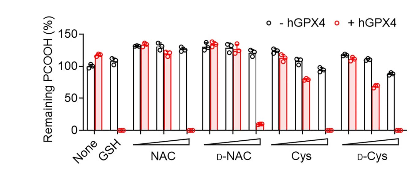 Open access visualization of Bar Plot, Scatter Plot, Phosphatidylcholine Hydroperoxide, PCOOH, LC-MS/MS