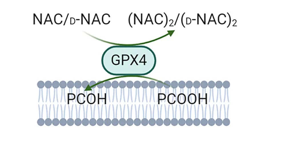 Open access visualization of Workflow, Flowchart, Illustration, GPX4, PCOOH