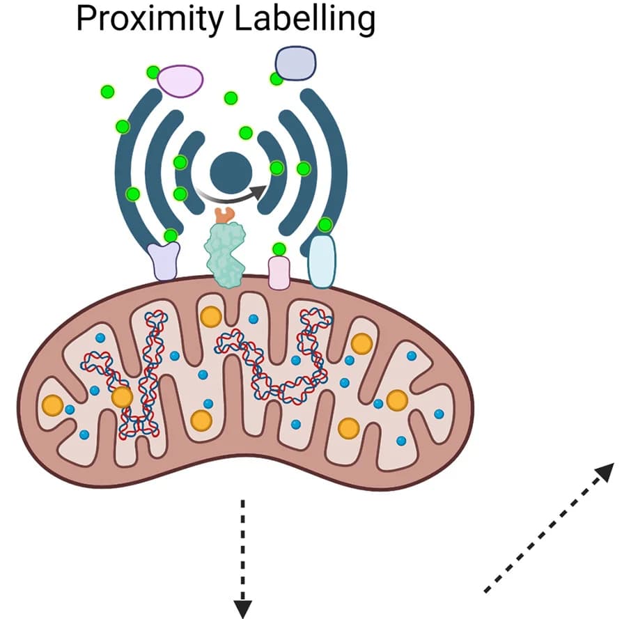 Open access visualization of Workflow, Illustration, Proximity Labeling, DUB/E3 Ligase, Microenvironment