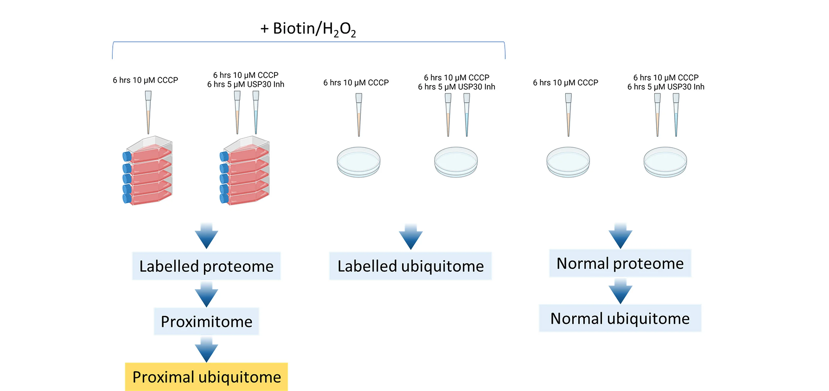 Open access visualization of Workflow, Flowchart, Illustration, Experimental Design, Ubiquitome