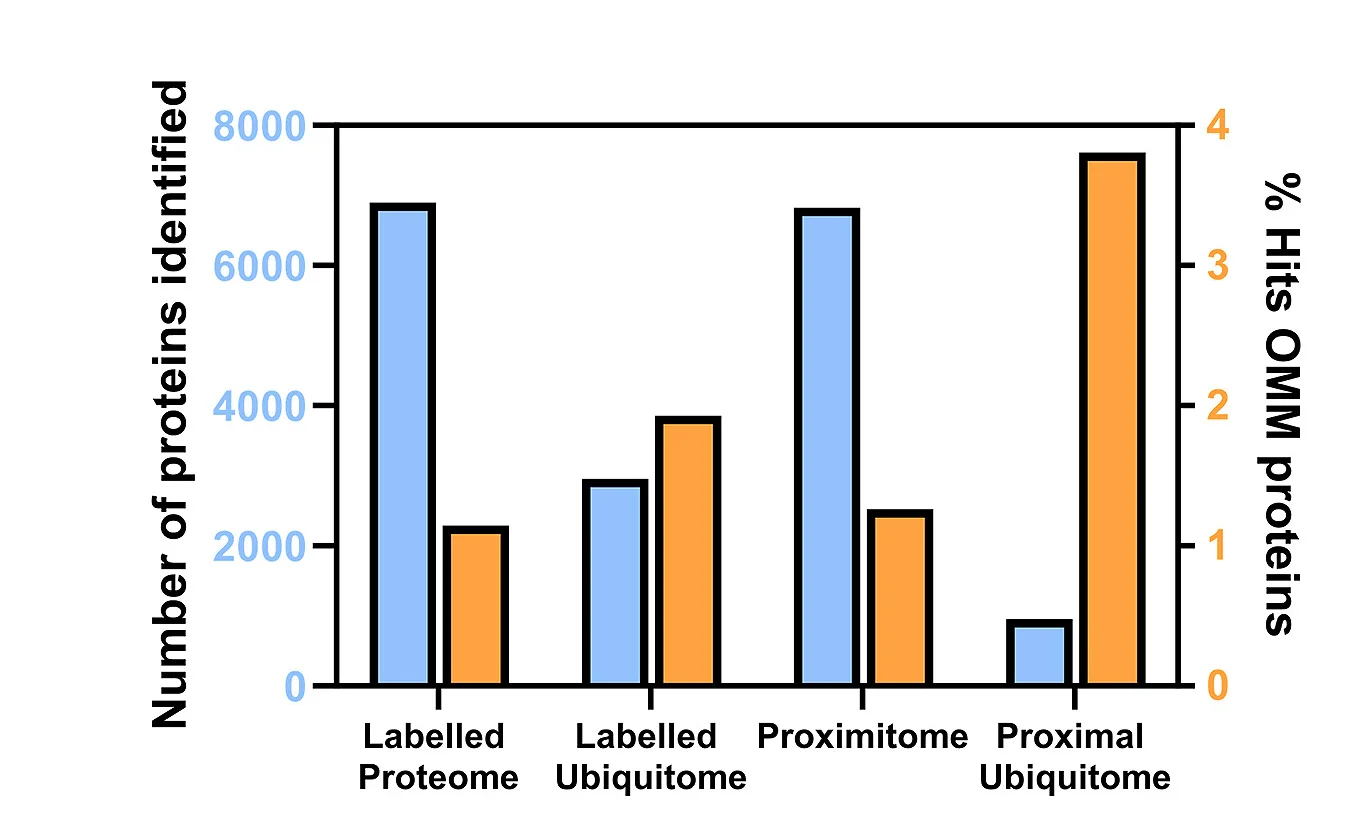 Open access visualization of Bar Plot, Clustered, Proteins, Biotin Labeled Proteome, Ubiquitome