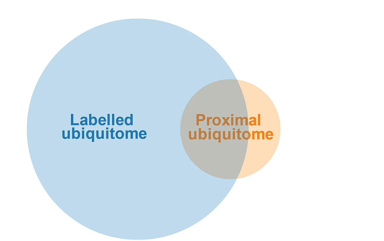 Open access visualization of Venn Diagram, K-epsilon-GG Peptides, Ubiquitome, Proximal Ubiquitome